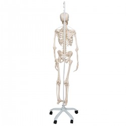 Esqueleto Feldi A15/3S, el esqueleto funcional colgado de pie metálico de 5 ruedas. - 3B Smart Anatomy