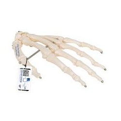 Squelette de la main en fil de fer - 3B Smart Anatomy