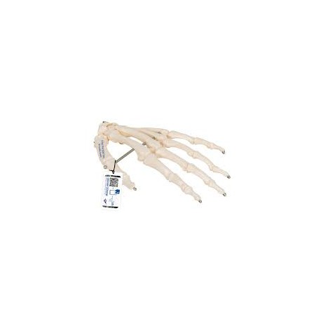 Esqueleto de la mano articulada en alambre - 3B Smart Anatomy
