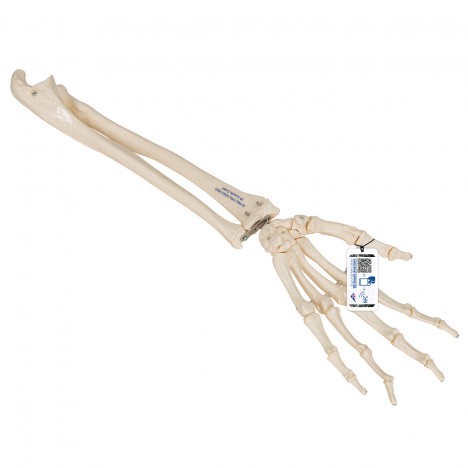 Esqueleto de la mano con partes de ulna y radio, ensartado flexiblemente - 3B Smart Anatomy