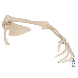 Esqueleto del Brazo con escapula y clavicula - 3B Smart Anatomy