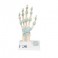 Modelo del esqueleto de la mano con ligamentos y túnel carpiano - 3B Smart Anatomy