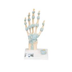 Modèle du squelette de la main avec les ligaments et le canal carpien - 3B Smart Anatomy