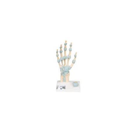 Modèle du squelette de la main avec les ligaments et le canal carpien - 3B Smart Anatomy