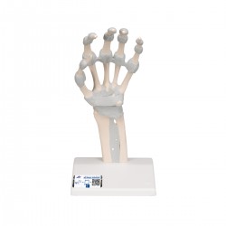 Huesos de la mano, con ligamentos elásticos - 3B Smart Anatomy