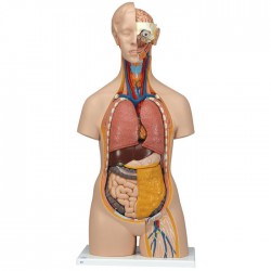 Torso clásico asexuado, 14 partes - 3B Smart Anatomy