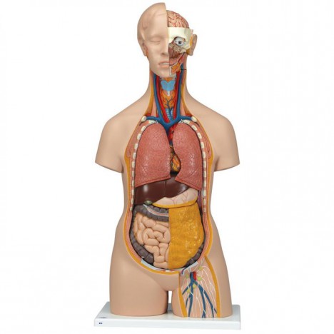 Torso clásico asexuado, 14 partes - 3B Smart Anatomy