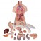 Torso clásico asexuado con espalda abierta, 21 partes - 3B Smart Anatomy