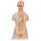 Torso clásico asexuado con espalda abierta, 21 partes - 3B Smart Anatomy