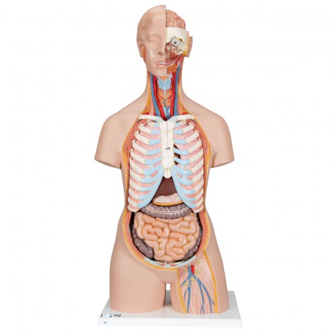 Torso clásico asexuado con espalda abierta, 21 partes - 3B Smart Anatomy