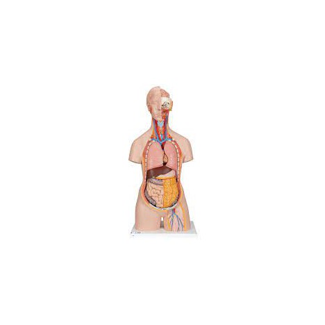 Torso clásico con espalda abierta, 18 partes - 3B Smart Anatomy