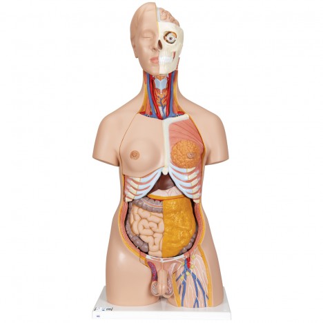 Torso de lujo de doble sexo, 20 partes - 3B Smart Anatomy