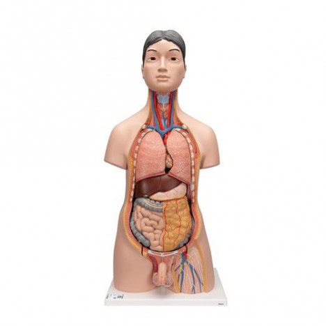 Torsos bisexuado japoneses, 18 partes - 3B Smart Anatomy