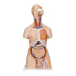 Super-torso de doble sexo con espalda abierta, 28 partes - 3B Smart Anatomy