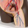 Torso africano, bisexuado, 24 partes - 3B Smart Anatomy