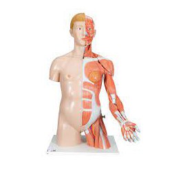 Torso de lujo y brazo con músculos, 33 partes - 3B Smart Anatomy