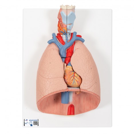 Modelo del pulmón, 7 piezas - 3B Smart Anatomy