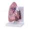 Modelo de pulmón
