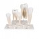 Serie de modelos dentales , 5 modelos - 3B Smart Anatomy