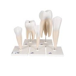 Série de modèles dentaires, 5 modèles - 3B Smart Anatomy
