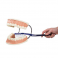 Modelo de cuidado dental, 3 veces su tamaño natural - 3B Smart Anatomy