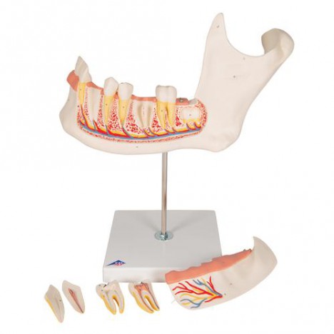 Mitad de la mandíbula inferior, 3 veces su tamaño natural, 6 piezas - 3B Smart Anatomy
