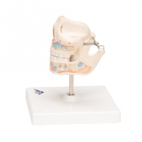 Dentadura de leche - 3B Smart Anatomy