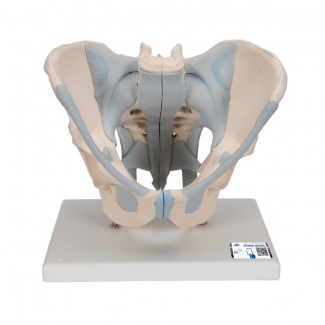 Pelvis masculina con ligamentos, 2 piezas - 3B Smart Anatomy