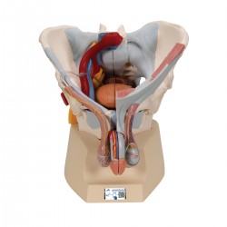 Pelvis masculin avec ligaments, vaisseaux, nerfs, plancher pelvien et organes. 7 pièces. - 3B Anatomie intelligente