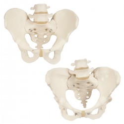 Groupes d'anatomie Pelvis - Os