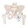 Squelette pelvien, femme - 3B Smart Anatomy