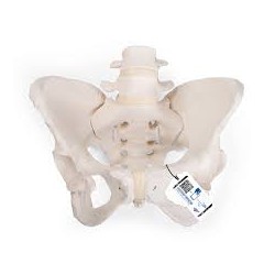 Pelvis femenina flexible - 3B Smart Anatomy