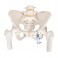 Esqueleto de la Pelvis, femenino, con cabezas de fémur móviles - 3B Smart Anatomy