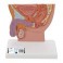 Sección traversal de la pelvis masculina, tamaño natural - 3B Smart Anatomy
