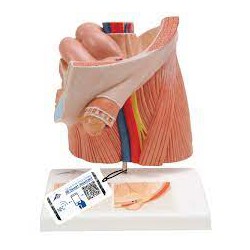 Modèle de hernie inguinale - 3B Smart Anatomy