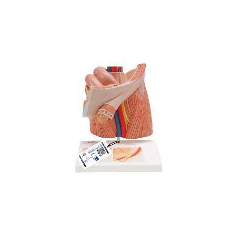 Modelo de hernia inguinal - 3B Smart Anatomy