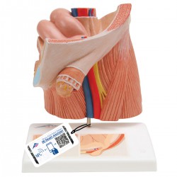 Modelo de hernia inguinal - 3B Smart Anatomy