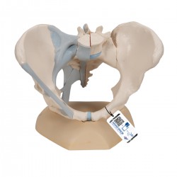 Pelvis femenina con ligamentos, 3-partes - 3B Smart Anatomy