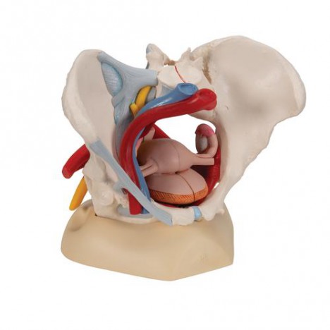 Pelvis femenina con ligamentos, vasos, nervios, piso pélvico y órganos, 6-partes - 3B Smart Anatomy