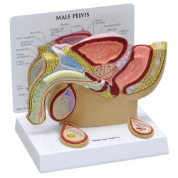 Modelo de pelvis masculina con testículos