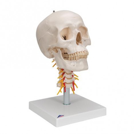 Cráneo clásico sobre columna cervical, 4 partes - 3B Smart Anatomy