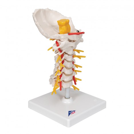 Columna cervical - 3B Smart Anatomy