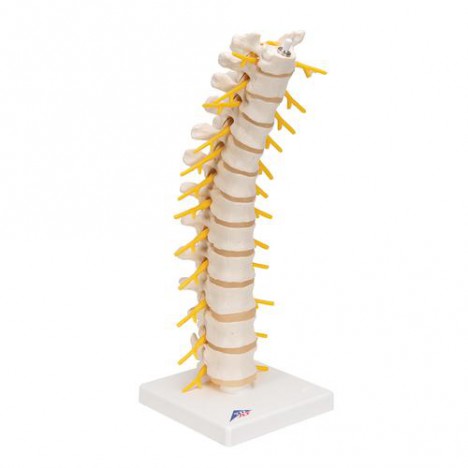 Columna dorsal - 3B Smart Anatomy