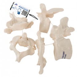 5 Vértebras - 3B Smart Anatomy