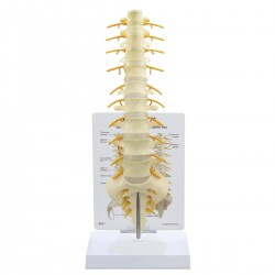 Modelo de columna vertebral sacro - T8