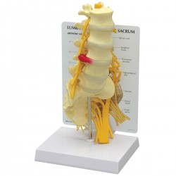 Modelo de vértebras con sacro, 5 piezas