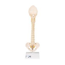 Columna vertebral pediátrica en calidad 3B BONElike™ - 3B Smart Anatomy