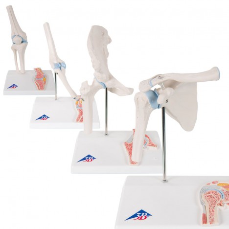 Anatomie Groupes Articulations Mini
