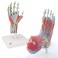 Modèles anatomiques de mains et de pieds