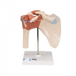 Modelo funcional de la articulación del hombro de lujo - 3B Smart Anatomy